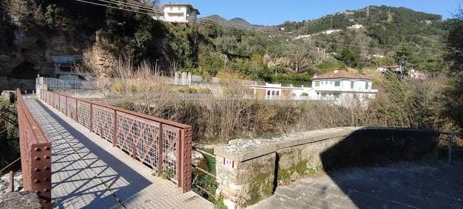 Ortola